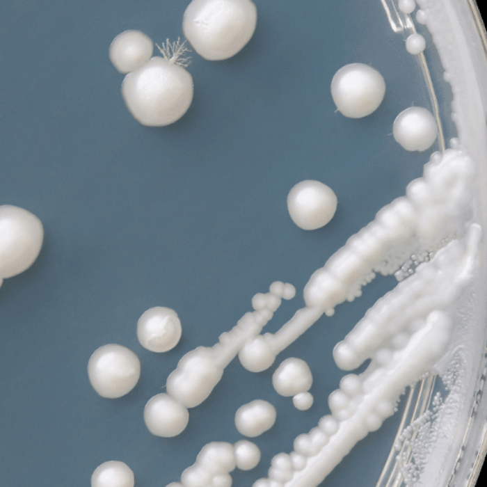 medicijnen schimmelinfectie